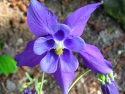 Orlíček alpský - Aquilegia alpina