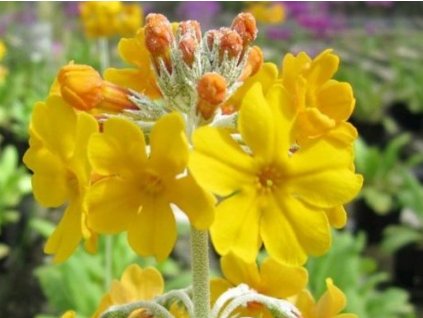 Prvosienka florindae - Primula florindae