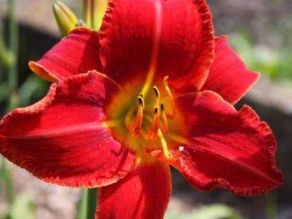 Ľaliovka 'Jan Pawel II' - Hemerocallis 'Jan Pawel II'