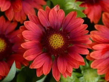 Kokarda osinatá 'Mesa Red' - Gaillardia aristata 'Mesa Red'