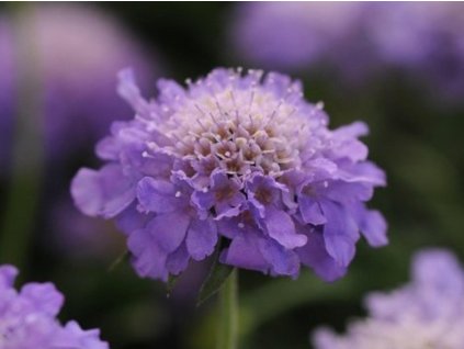 Hlaváč fialový 'Blue Note' - Scabiosa columbaria 'Blue Note'