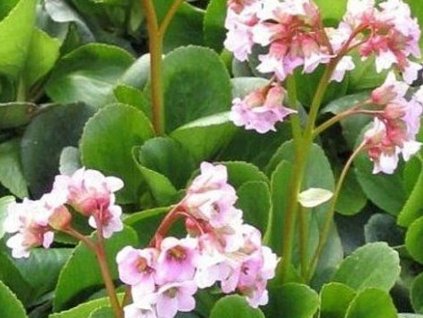 Bergénia tučnolistá 'Baby Doll' - Bergenia cordifolia 'Baby Doll'