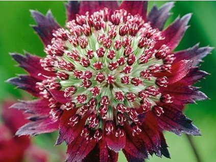Jarmanka 'Moulin Rouge®' - Astrantia 'Moulin Rouge®'