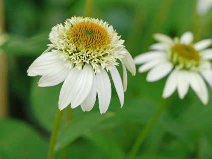 Echinacea 'Milkshake' - Echinacea 'Milkshake'