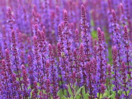 Šalvia hájna 'Caradonna Compact' - Salvia nemorosa 'Caradonna Compact'