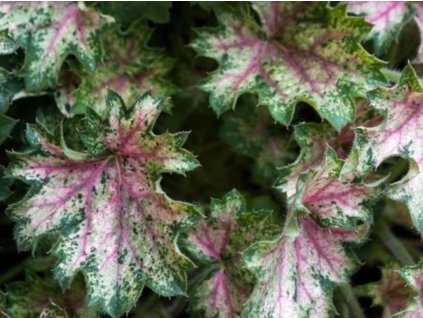 Heuchera 'Dew Drops' - Heuchera 'Dew Drops'
