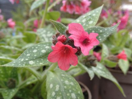 Pľúcnik 'Shrimps on the Barbi' - Pulmonaria 'Shrimps on the Barbi'