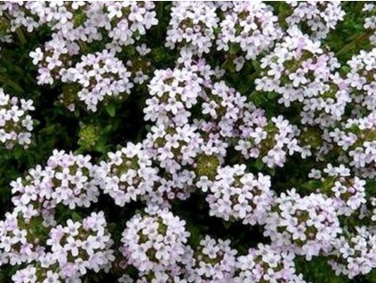 Materina dúška obyčajná 'Compactus' - Thymus vulgaris 'Compactus'