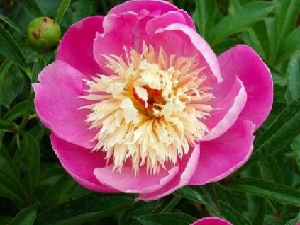 Pivonka čínska 'Bowl of Beauty' - Paeonia lactiflora 'Bowl of Beauty'