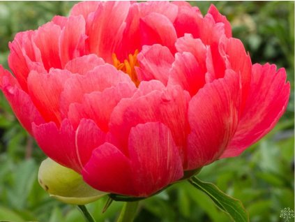 Pivonka čínska 'Coral Sunset' - Paeonia lactiflora 'Coral Sunset'