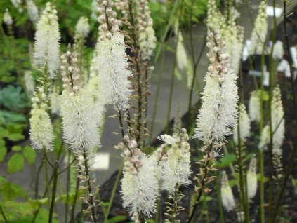Samorastlík hroznovitý var. cordifolia - Cimicifuga racemosa var. cordifolia