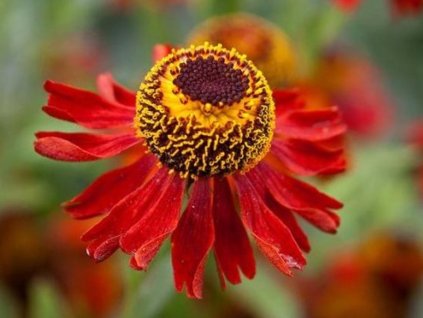 Helénium x hybridum 'Siesta' - Helenium x hybridum 'Siesta'