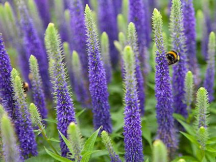 Veronika klasnatá 'Ulster Dwarf Blue' - Veronica spicata 'Ulster Dwarf Blue'