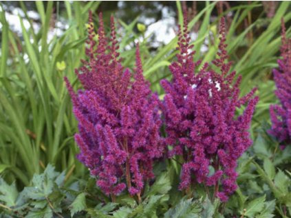 Astilba čínská 'Vision in Red' - Astilbe chinensis 'Vision in Red'