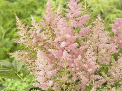 Astilba japonská 'Europa' - Astilbe japonica 'Europa'
