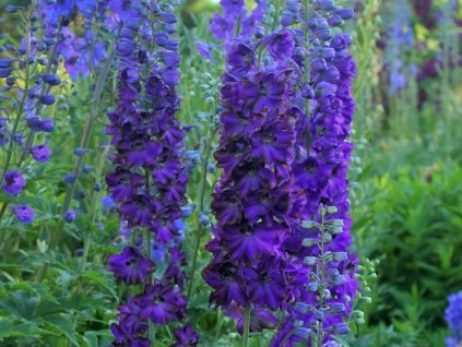 Stračonôžka 'Magic Fountains Blue' - Delphinium 'Magic Fountains Blue'