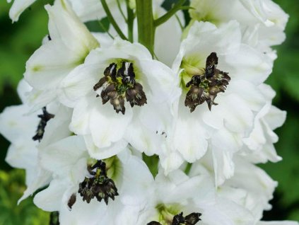 Stračonôžka 'Magic Fountains White Dark Bee' - Delphinium 'Magic Fountains White Dark Bee'