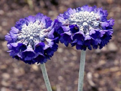 Prvosienka capitata ssp. morana - Primula capitata ssp. morana