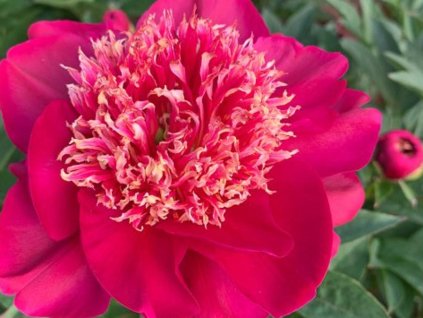 Pivonka čínska 'Cuckoo's Nest' - Paeonia lactiflora 'Cuckoo's Nest'