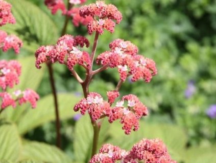 Rodgersia sperená 'Elegans' - Rodgersia pinnata 'Elegans'