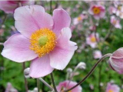Veternica hupehenská  - Anemone hupehensis