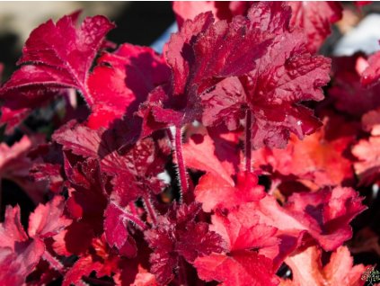 Heuchera záhradná 'FOREVER® Red' - Heuchera 'FOREVER® Red'