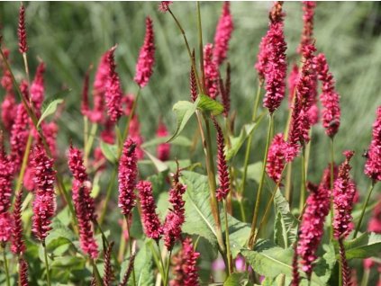Rdesno 'J.S. Caliente' - Polygonum amplexicaule 'J.S. Caliente'
