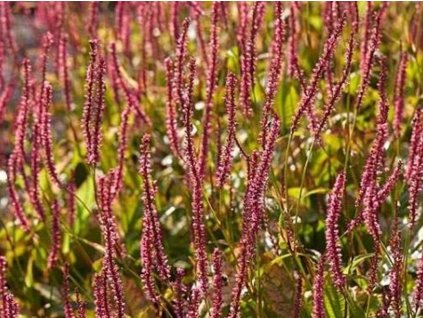 Rdesno 'Seven Oaks Village' - Polygonum amplexicaule 'Seven Oaks Village'