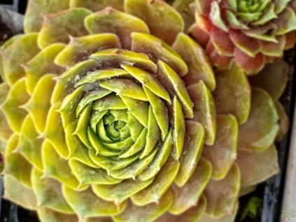 Skalnica x hybr. 'Purple Quartz' - Sempervivum x hybr. 'Purple Quartz'