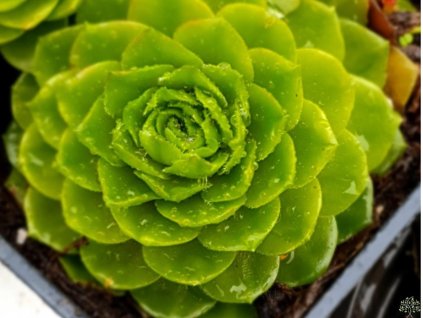Skalnica x hybr. 'Olivette' - Sempervivum x hybr. 'Olivette'