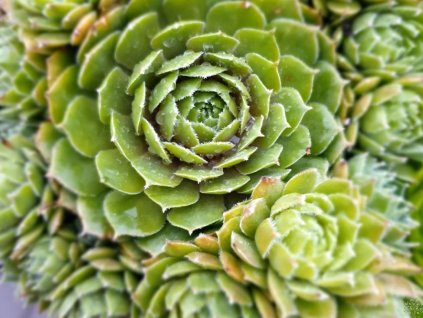 Skalnica strešná 'Commander Hay' - Sempervivum tectorum 'Commander Hay'
