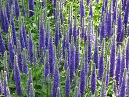 Veronika klasnatá 'Royal Candles' - Veronica spicata 'Royal Candles'