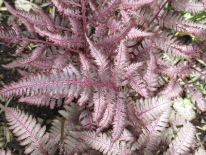 Papradka nipponicum 'Burgundy Lace' - Athyrium nipponicum 'Burgundy Lace'