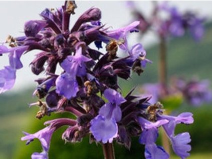 Kocúrnik veľkokvetý 'Summer Magic' (PBR) - Nepeta grandiflora 'Summer Magic' (PBR)