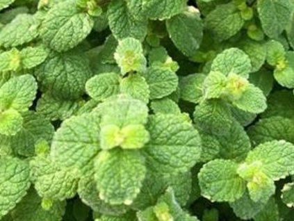 Mäta voňavá 'Applemint' - Mentha suaveolens 'Applemint'