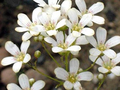 Lomikameň vždyživý 'Minutifolia' - Saxifraga paniculata 'Minutifolia'