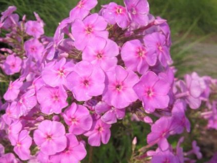 Flox amplifolia 'Kleiner Augenstern' - Phlox amplifolia 'Kleiner Augenstern'