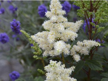 Astilba  Arendsova 'Astary White' - Astilbe arendsii 'Astary White'