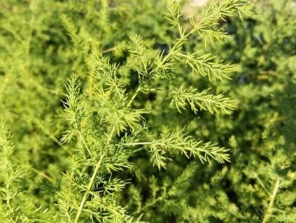 Asparágus lekársky 'Spitzenschleier' - Asparagus officinalis var. pseudoscaber 'Spitzenschleier'