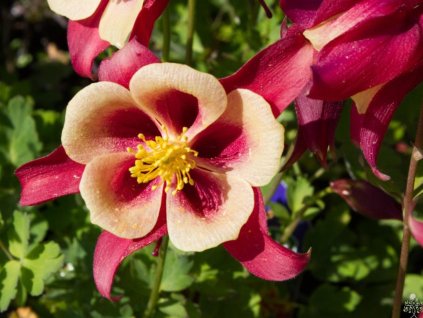 Orlíček veľkokvetý 'Earlybird™ Red Yellow' - Aquilegia caerulea 'Earlybird™ Red Yellow'