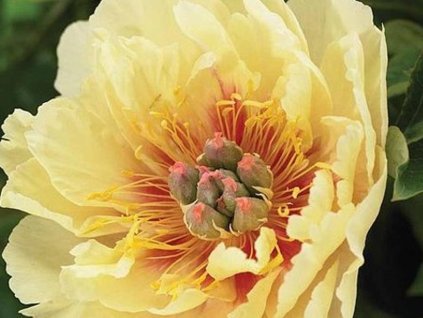 Pivonka itoh 'Garden Treasure'