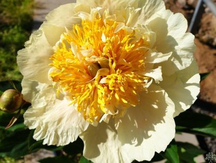 Pivonka čínska 'Claire de Lune' - Paeonia lactiflora 'Claire de Lune'