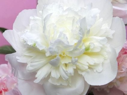 Pivonka čínska 'Duchesse de Nemours' - Paeonia lactiflora 'Duchesse de Nemours'