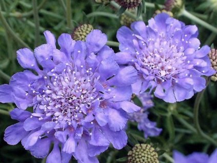 Hlaváč x hybr. 'Butterfly Blue' - Scabiosa x hybr. 'Butterfly Blue'