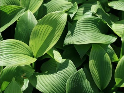 Hosta 'T-Rex' - Hosta 'T-Rex'