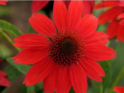 Echinacea purpurová Sombrero 'Salsa Red' - Echinacea purpurea Sombrero 'Salsa Red'