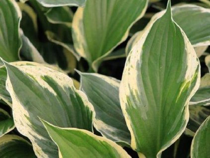 Hosta 'Independence' - Hosta 'Independence'