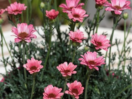 Rhodanthemum 'Zagora Pink' - Rhodanthemum hosmariense 'Zagora Pink'