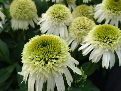 Echinacea DELICIOUS NOUGAT 'Noecthree' PBR - Echinacea DELICIOUS NOUGAT 'Noecthree' PBR