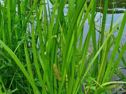 Puškvorec obyčajný  -  Acorus calamus
